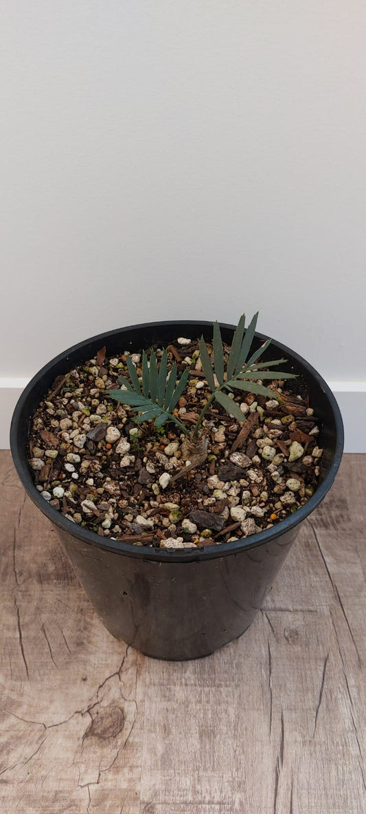 Encephalartos lehmannii