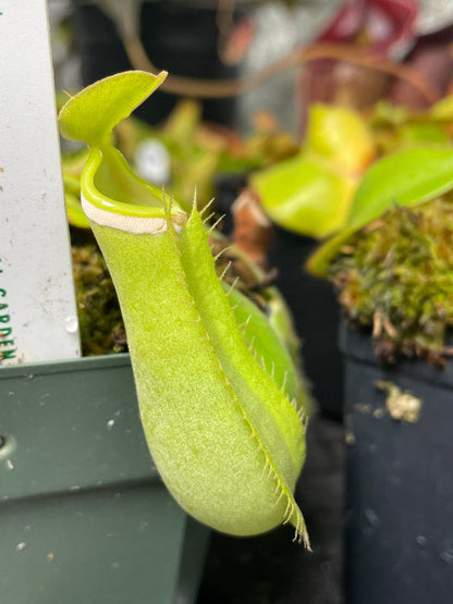 Nepenthes albomarginata 'Green Form' - Lowland Tropical Pitcher Plant