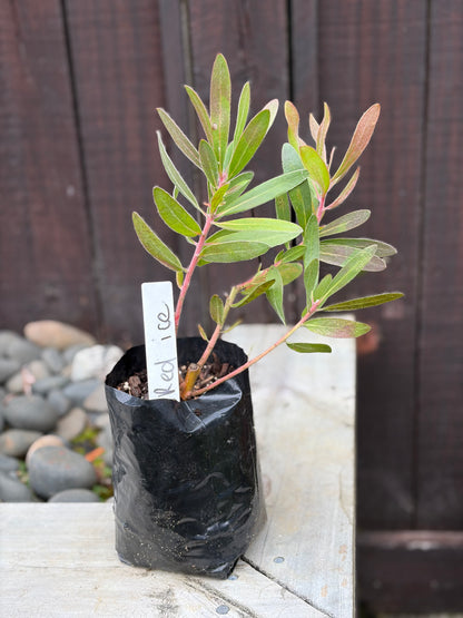 Protea 'Red Ice'