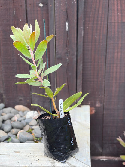 Protea 'Susara'