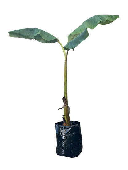 Banana 'Misi Luki' / Lady Finger