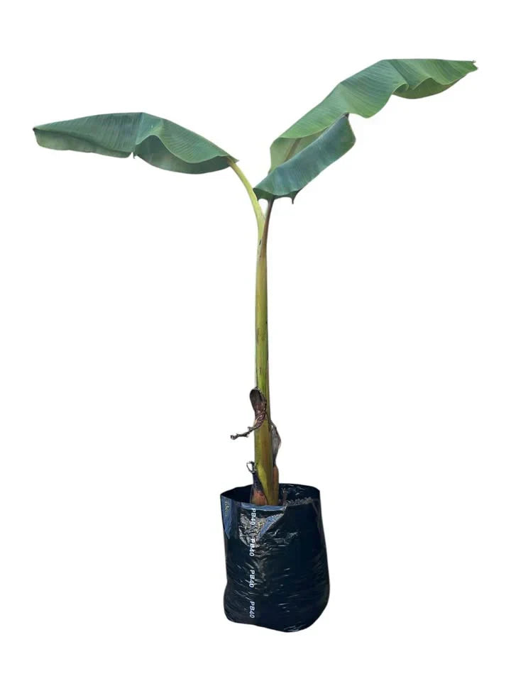 Banana 'Misi Luki' / Lady Finger