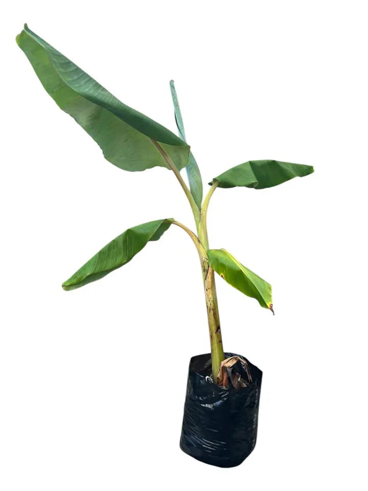 Banana 'Misi Luki' / Lady Finger