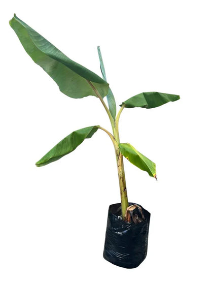 Banana 'Misi Luki' / Lady Finger