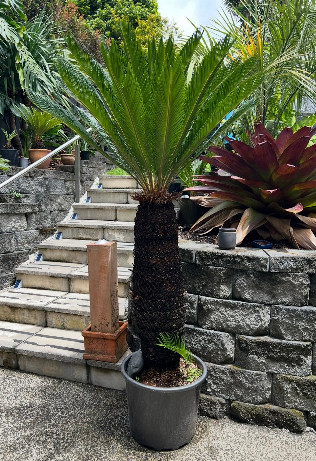 King Sago | Cycas revoluta 50ltr