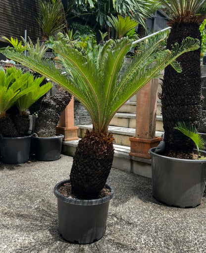 King Sago | Cycas revoluta 30ltr