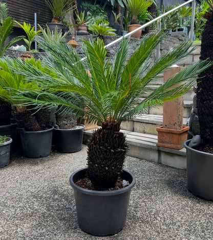 King Sago | Cycas revoluta 30ltr