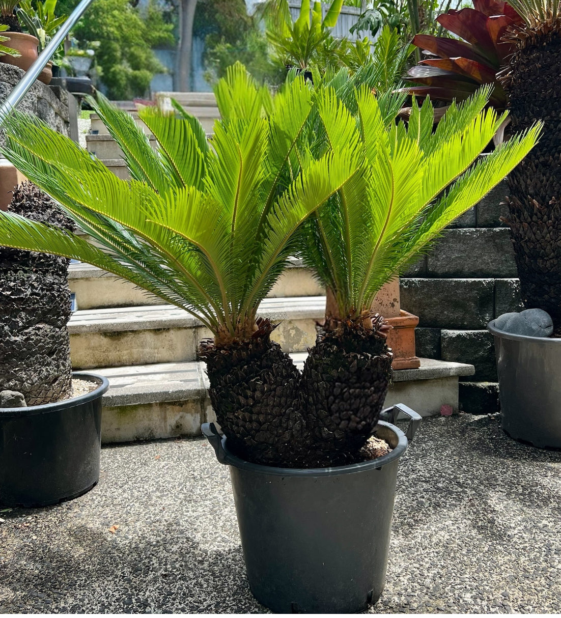 King Sago | Cycas revoluta Twin Heads 30ltr