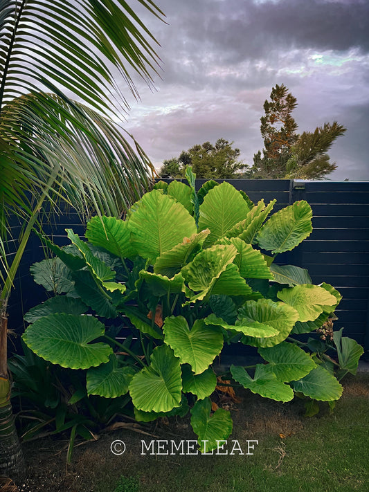 ALOCASIA ODORA / Elephant Ears