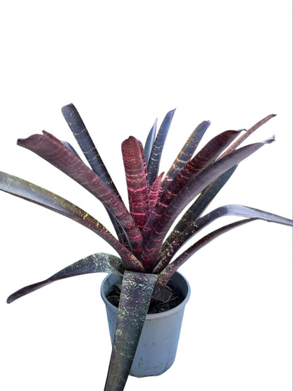 Bromeliad Red Striped Vriesea