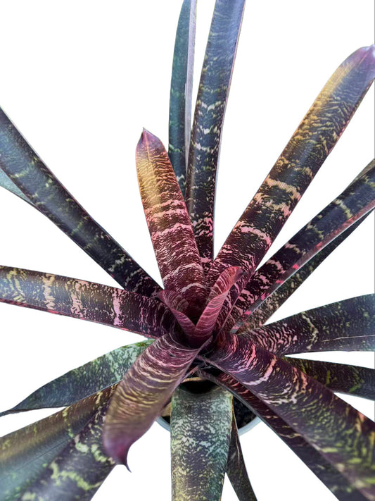 Bromeliad Red Striped Vriesea
