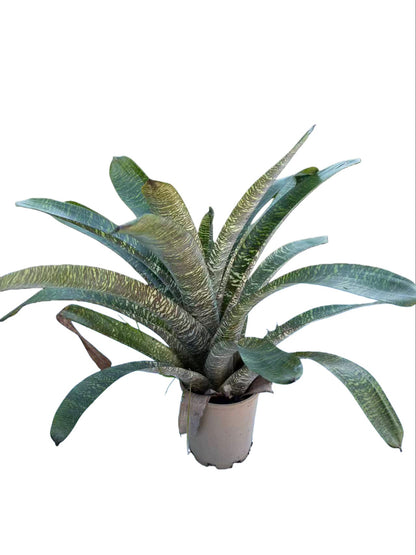 Bromeliad Vriesea hybrid Geen