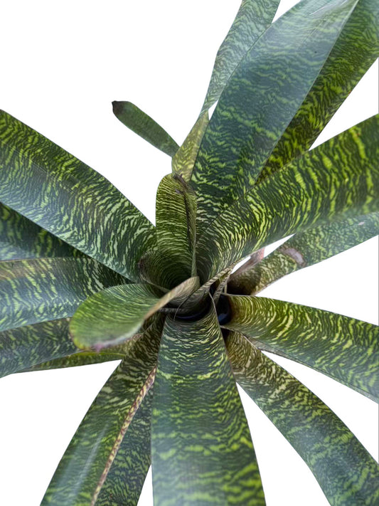 Bromeliad Vriesea hybrid Geen
