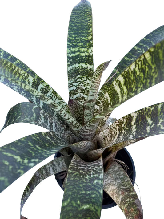 Bromeliad Vriesea Fosteriana