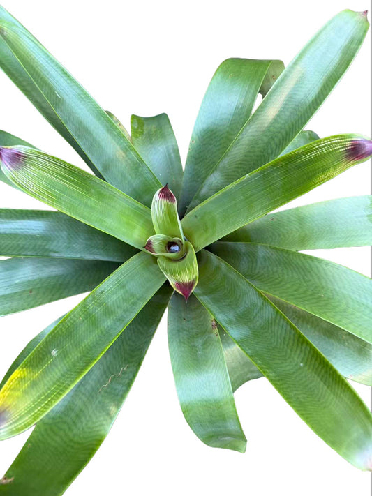 Bromeliad Vriesea hybrid Geen Line