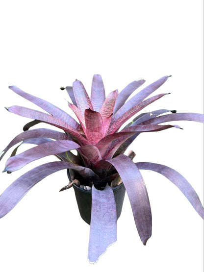 Bromeliad Vriesea hybrid Red Pink
