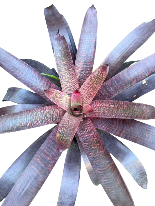 Bromeliad Vriesea hybrid Red Pink