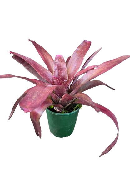 Bromeliad neoregelia totara red