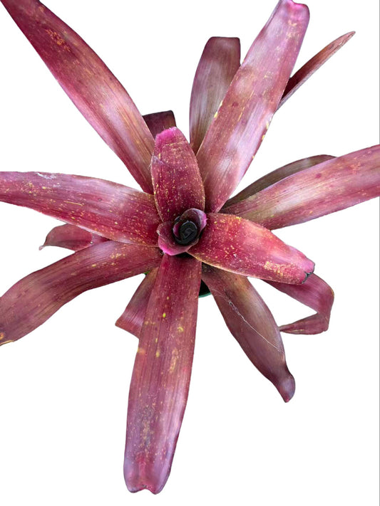 Bromeliad neoregelia totara red