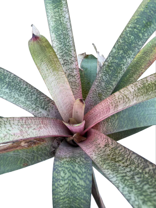 Bromeliad Vriesea hybrid Pink