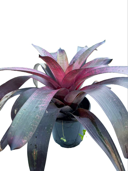 Bromeliad Vriesea hybrid Sunday Mist