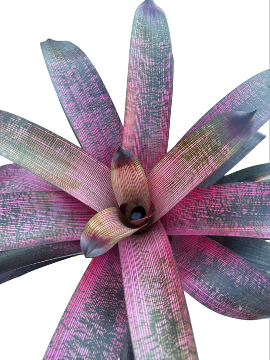 Bromeliad Vriesea hybrid Sunday Mist