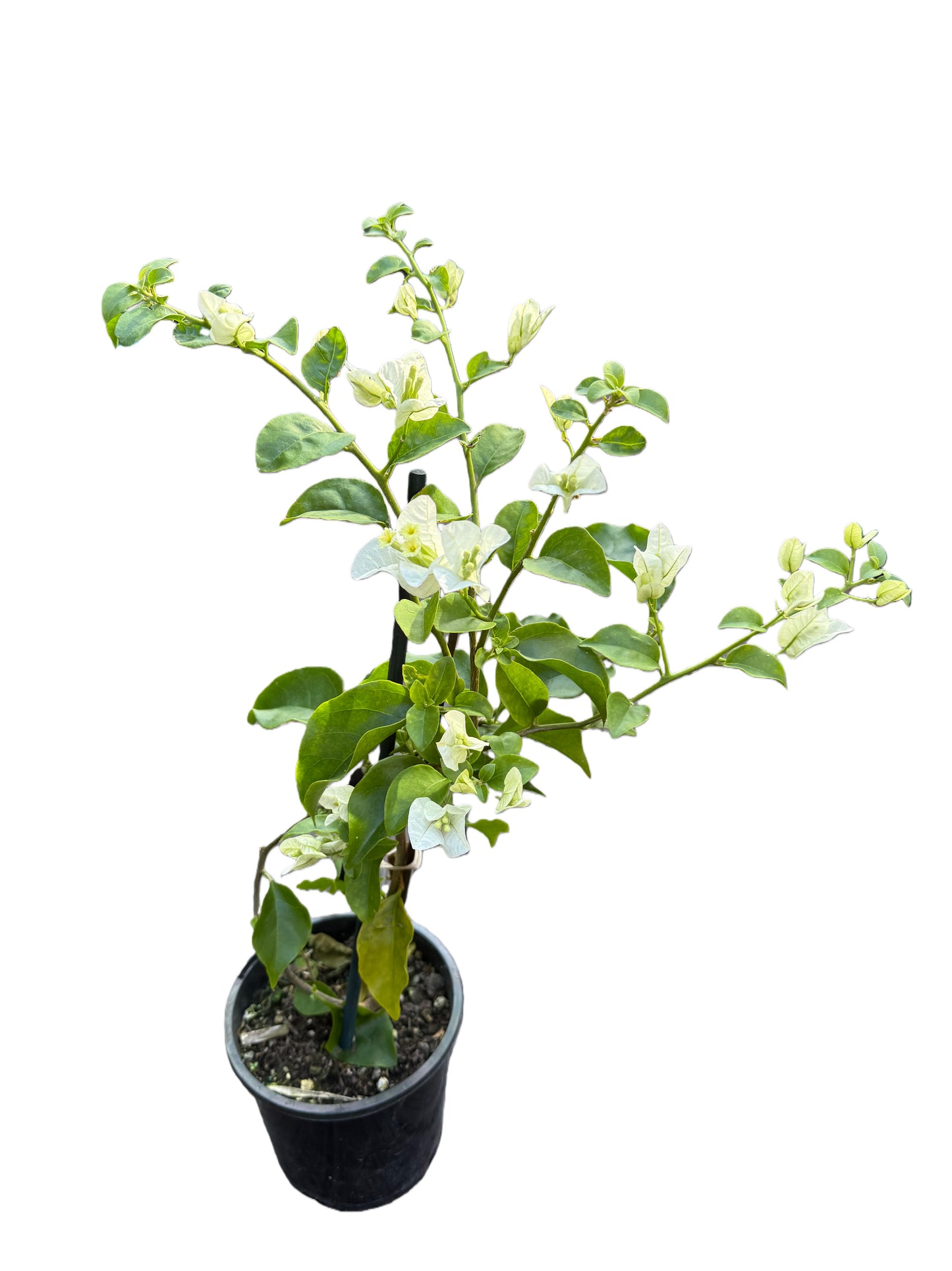 Bougainvillea 'White Cascade'