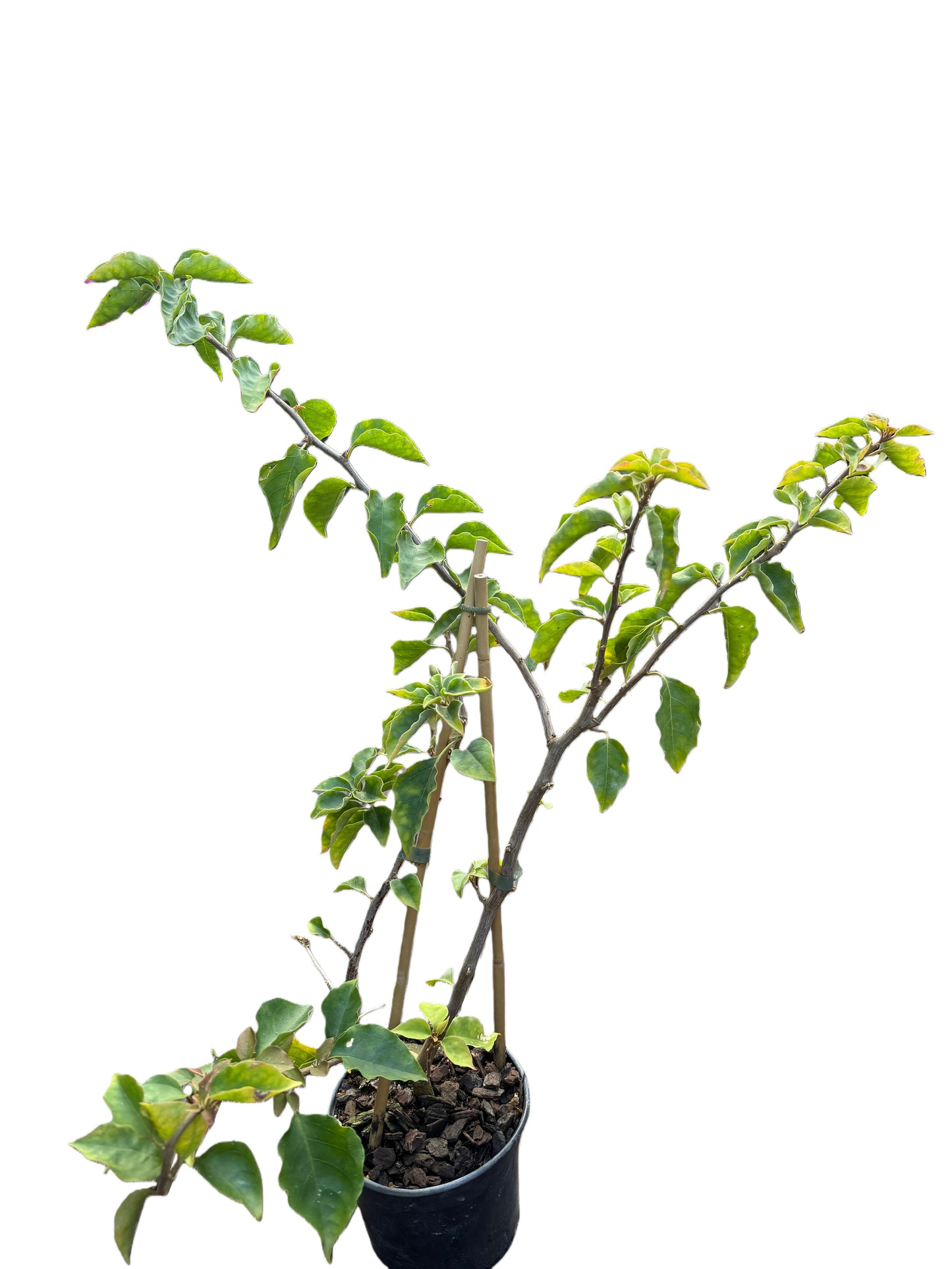 Bougainvillea 'Killie Campbell'