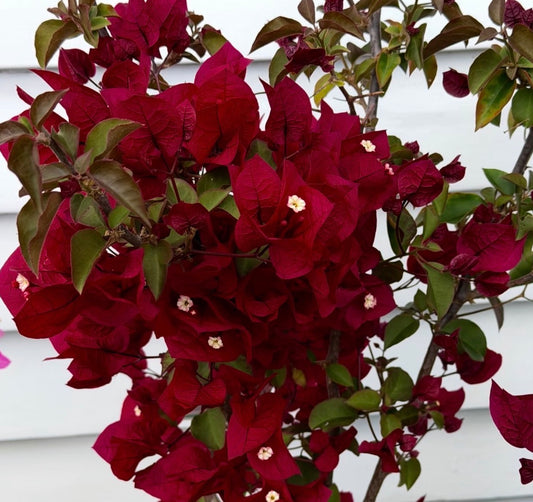 ?!label-Indicative photo