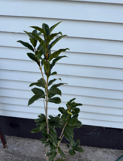 Osmanthus fragrans 'Aurantiacus' 1.8m tall