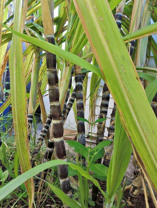 ?!label-Indicative photo