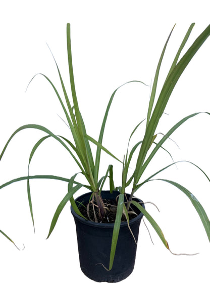 Black Purple Sugar Cane Seedling 50cm tall
