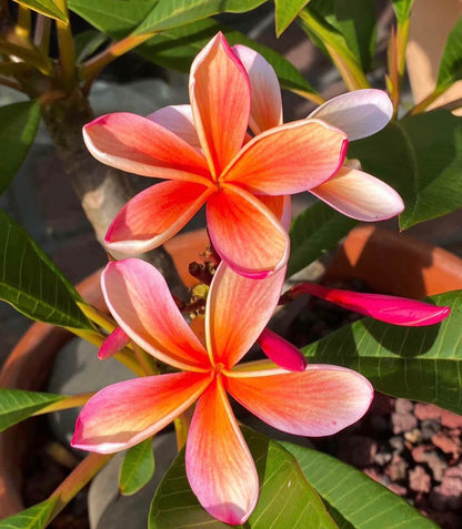 ?!label-Indicative photo