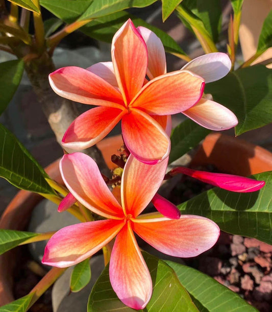 ?!label-Indicative photo