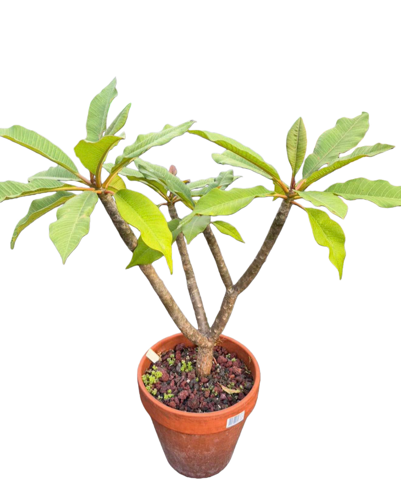 Tropical Frangipani ‘Fruit Salad’ 1.5m tall