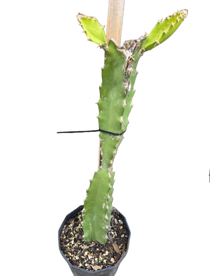 Red Flesh Dragonfruit