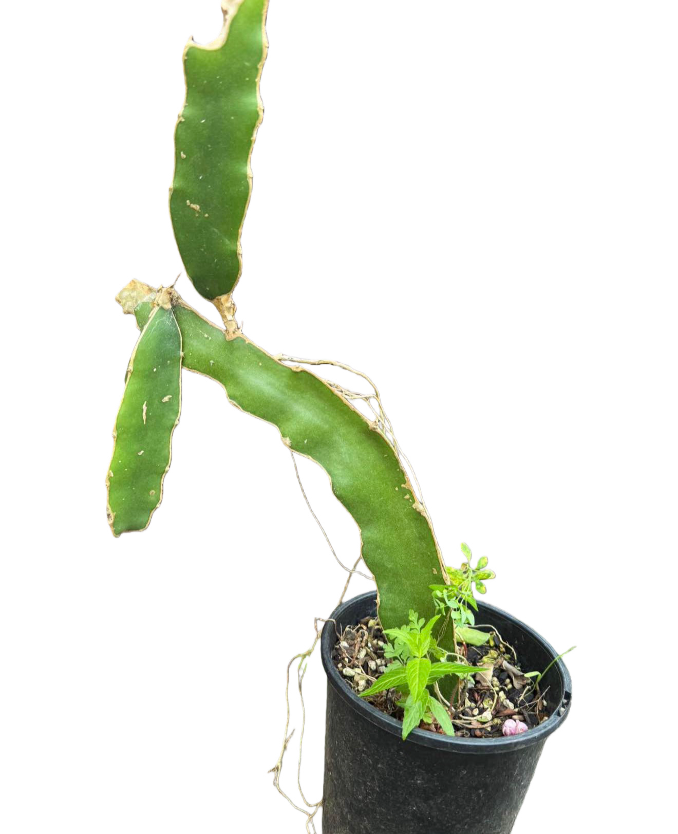 White Flesh Dragonfruit