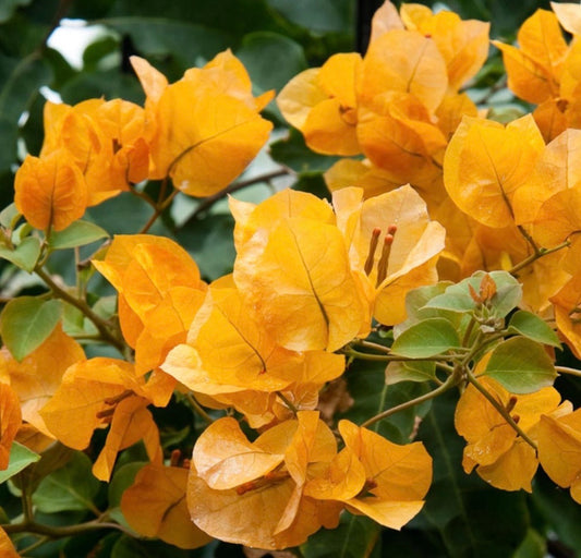 Bougainvillea 'Hawaiian Orange'