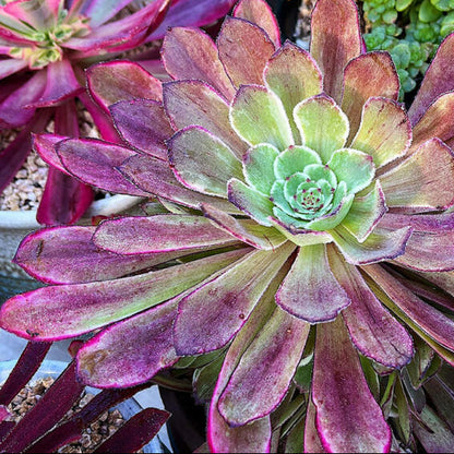 Aeonium Ink Painting