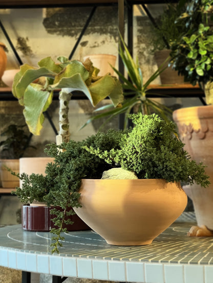 Juniperus Belle Set