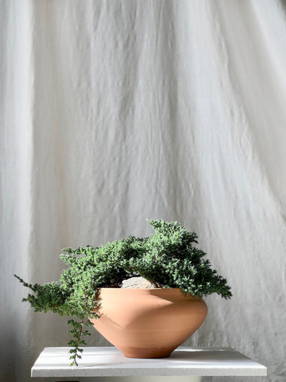 Juniperus Belle Set