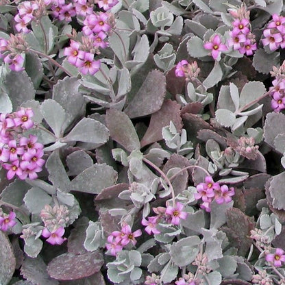 Kalanchoe Pumila | Flower Dust Plant