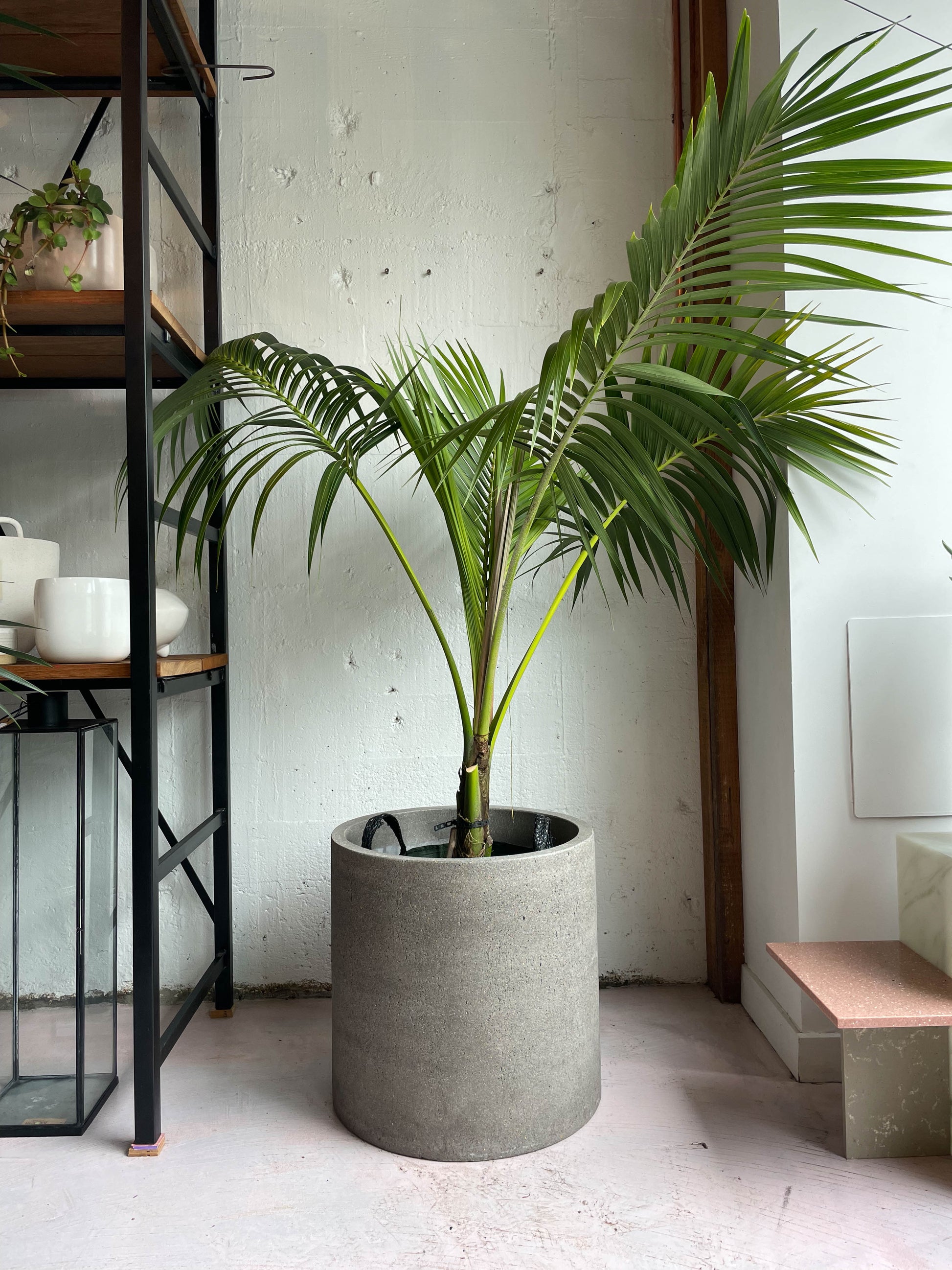 Howea Forsteriana From Babylon