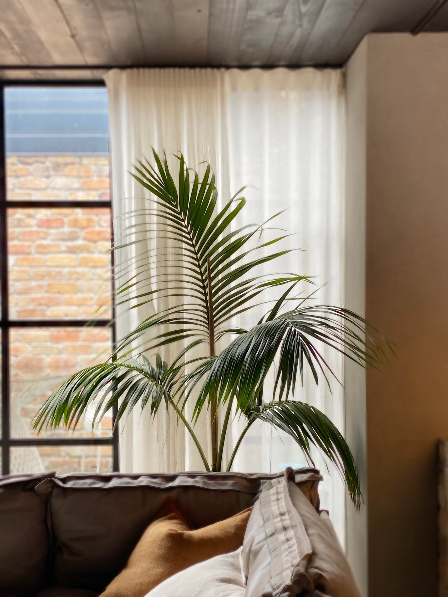 Howea forsteriana (Kentia Palm)