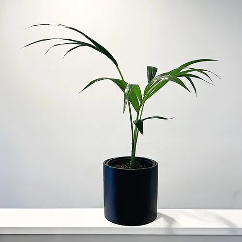 Kentia Palm (Small tabletop size)