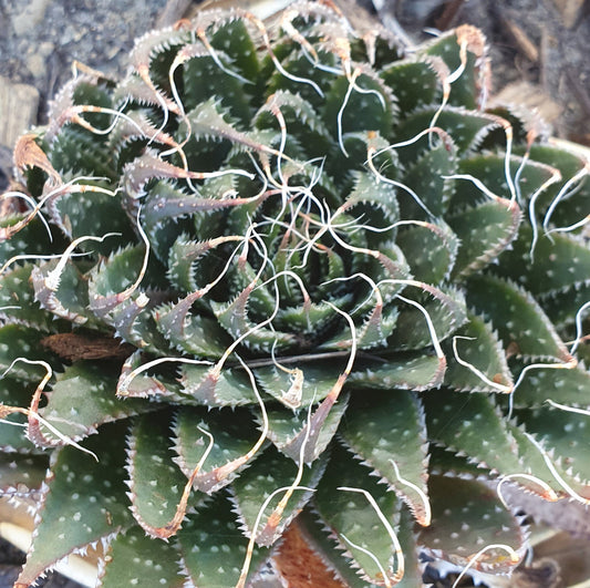 Aloe Aristata | Lace Aloe