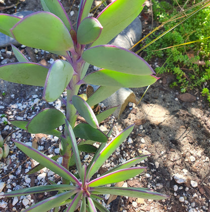 Senecio Crassissimus | Lavender Steps