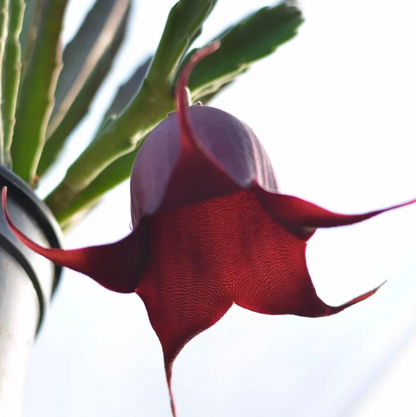 Stapelia Leendertziae | Black Bells