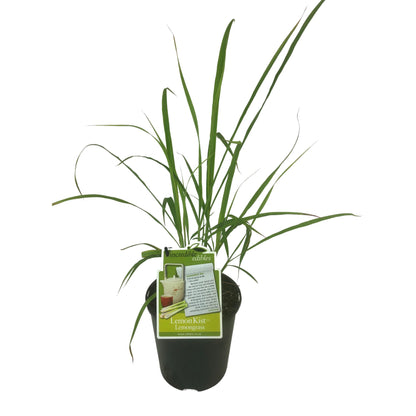 Lemongrass Lemon Kist™ 1.9ltr