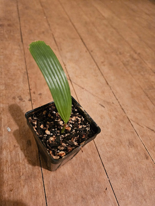 Rare Palm Licuala Elegans